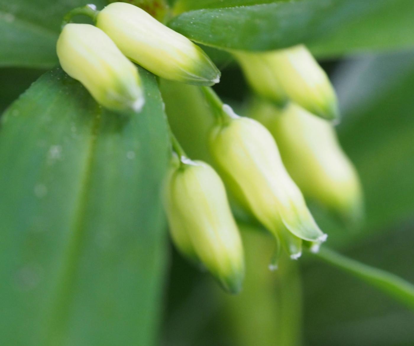 Solomon's-seal, Whorled flower